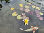 Lily Pond With Koi | Art Print