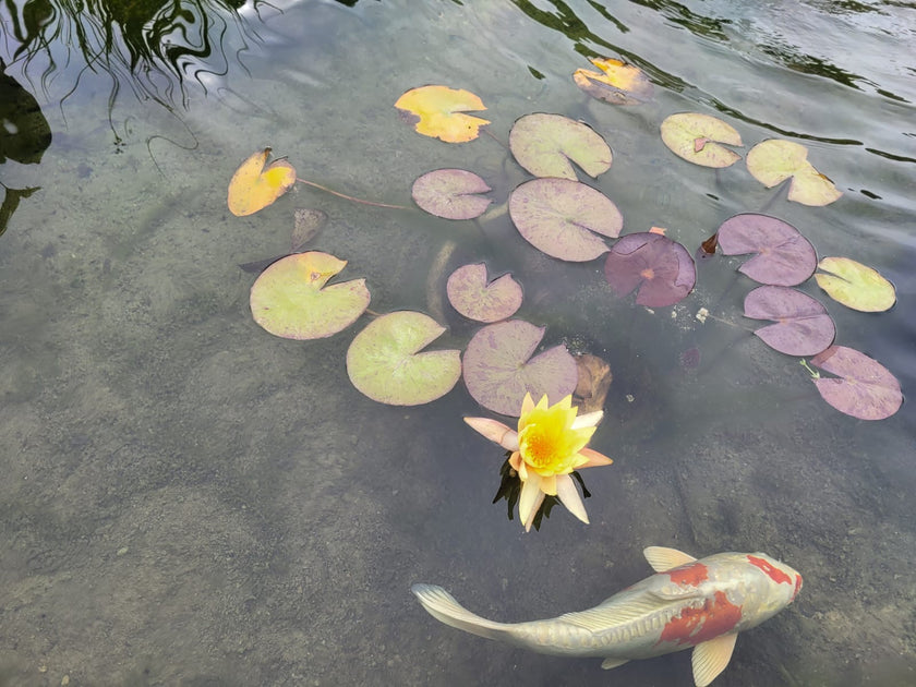 Lily Pond With Koi | Art Print
